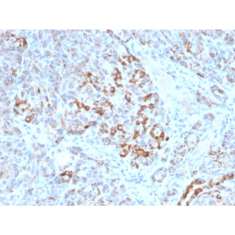 Immunohistochemistry - Anti-Frataxin Antibody [FXN/2124] (A248628) - Antibodies.com