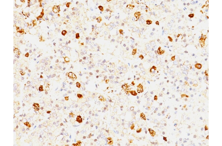 Immunohistochemistry - Anti-FSH beta Antibody [FSHb/1062] (A248629) - Antibodies.com