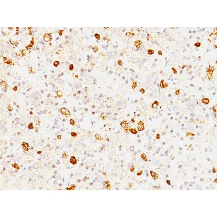 Immunohistochemistry - Anti-FSH beta Antibody [FSHb/1062] (A248629) - Antibodies.com