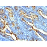 Immunohistochemistry - Anti-FSH Receptor Antibody [FSHR/1400] (A248632) - Antibodies.com