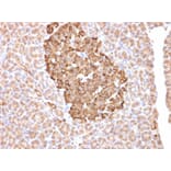Immunohistochemistry - Anti-Ferritin Heavy Chain Antibody [FTH/2081] (A248634) - Antibodies.com