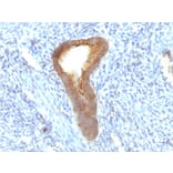 Immunohistochemistry - Anti-Alkaline Phosphatase, Tissue Non-Specific Antibody [ALPL/597] (A248636) - Antibodies.com