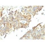 Immunohistochemistry - Anti-Alkaline Phosphatase, Tissue Non-Specific Antibody [ALPL/597] (A248636) - Antibodies.com