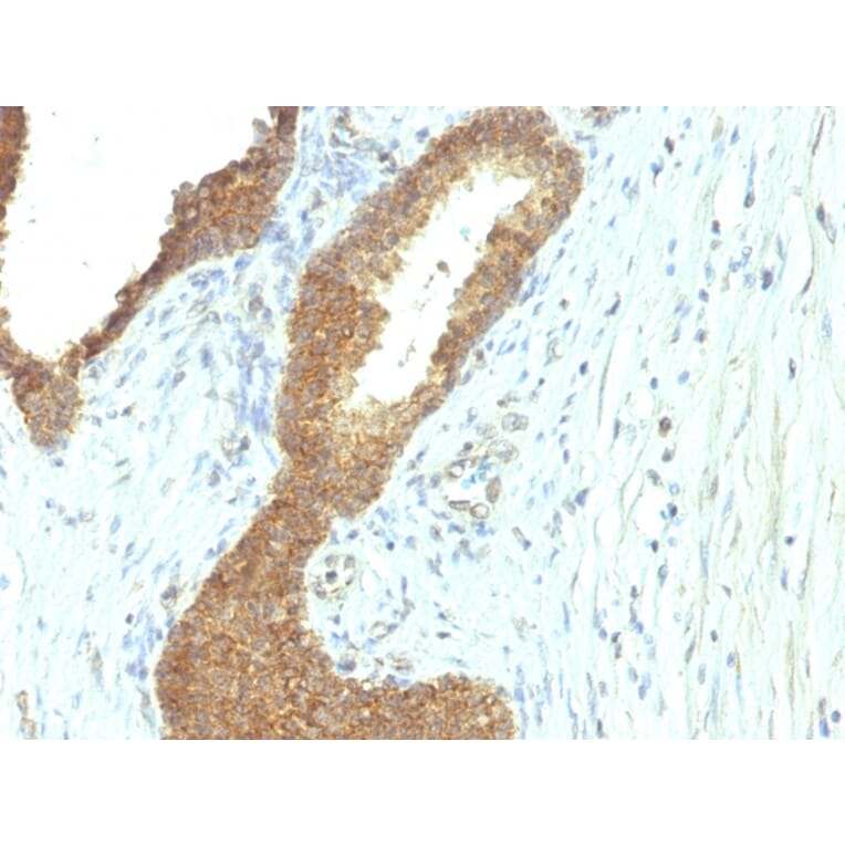 Immunohistochemistry - Anti-Alkaline Phosphatase, Tissue Non-Specific Antibody [ALPL/597] (A248635) - Antibodies.com
