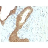 Immunohistochemistry - Anti-Alkaline Phosphatase, Tissue Non-Specific Antibody [ALPL/597] (A248635) - Antibodies.com
