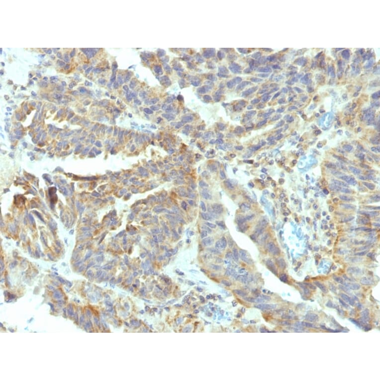 Immunohistochemistry - Anti-Alkaline Phosphatase, Tissue Non-Specific Antibody [V17.1] (A248636) - Antibodies.com