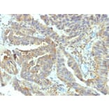 Immunohistochemistry - Anti-Alkaline Phosphatase, Tissue Non-Specific Antibody [V17.1] (A248636) - Antibodies.com