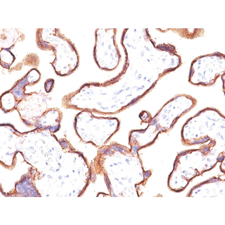 Immunohistochemistry - Anti-Placental Alkaline Phosphatase Antibody [ALP/870] (A248637) - Antibodies.com