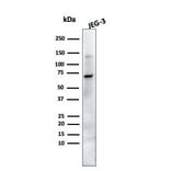 Western Blot - Anti-Placental Alkaline Phosphatase Antibody [ALP/870] (A248639) - Antibodies.com