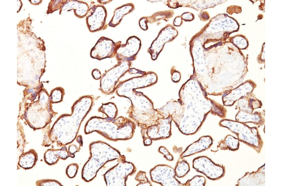 Immunohistochemistry - Anti-Placental Alkaline Phosphatase Antibody [GM022] (A248642) - Antibodies.com