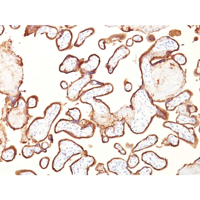 Immunohistochemistry - Anti-Placental Alkaline Phosphatase Antibody [GM022] (A248642) - Antibodies.com