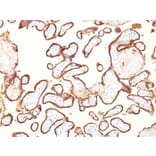 Immunohistochemistry - Anti-Placental Alkaline Phosphatase Antibody [GM022] (A248642) - Antibodies.com