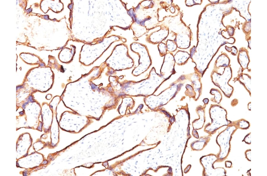 Immunohistochemistry - Anti-Placental Alkaline Phosphatase Antibody [PL8-F6] (A248643) - Antibodies.com