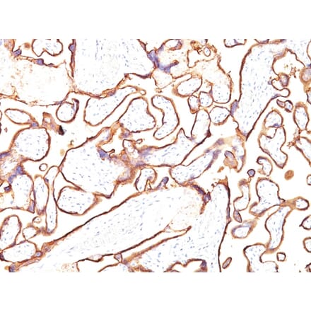 Immunohistochemistry - Anti-Placental Alkaline Phosphatase Antibody [PL8-F6] (A248643) - Antibodies.com