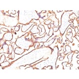 Immunohistochemistry - Anti-Placental Alkaline Phosphatase Antibody [PL8-F6] (A248643) - Antibodies.com