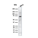 Western Blot - Anti-Placental Alkaline Phosphatase Antibody [PL8-F6] (A248644) - Antibodies.com