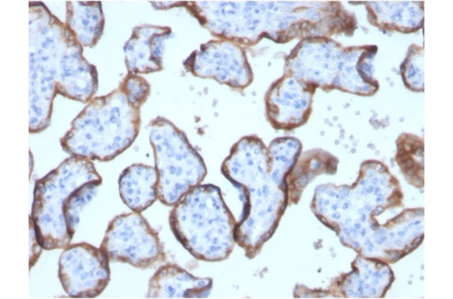 Immunohistochemistry - Anti-Placental Alkaline Phosphatase Antibody [ALPP/2899R] (A248644) - Antibodies.com