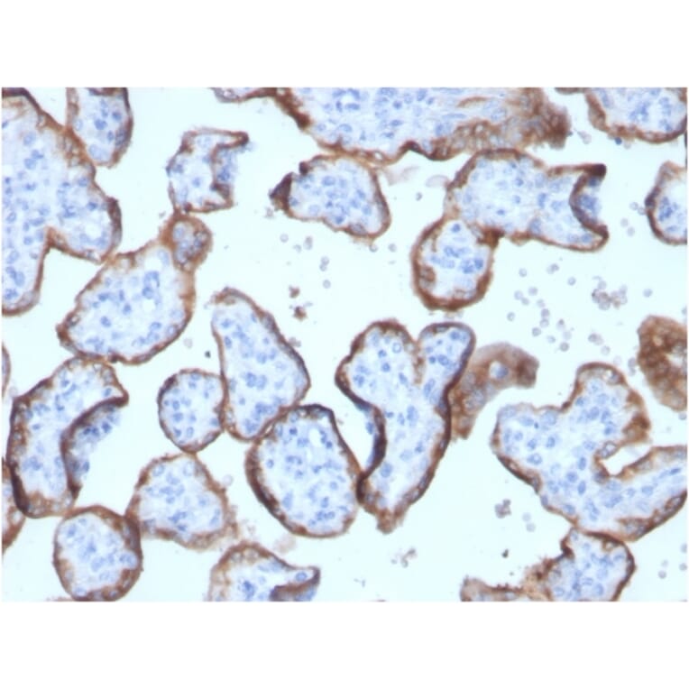 Immunohistochemistry - Anti-Placental Alkaline Phosphatase Antibody [ALPP/2899R] (A248644) - Antibodies.com