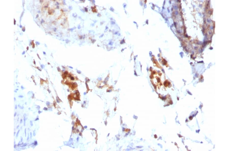 Immunohistochemistry - Anti-Ferritin Light Chain Antibody [FTL/1386] (A248646) - Antibodies.com