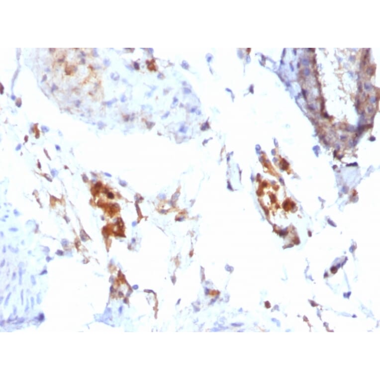 Immunohistochemistry - Anti-Ferritin Light Chain Antibody [FTL/1386] (A248646) - Antibodies.com