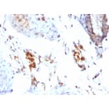 Immunohistochemistry - Anti-Ferritin Light Chain Antibody [FTL/1386] (A248646) - Antibodies.com