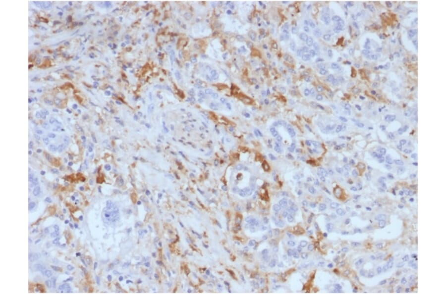 Immunohistochemistry - Anti-Ferritin Light Chain Antibody [FTL/1388] (A248648) - Antibodies.com