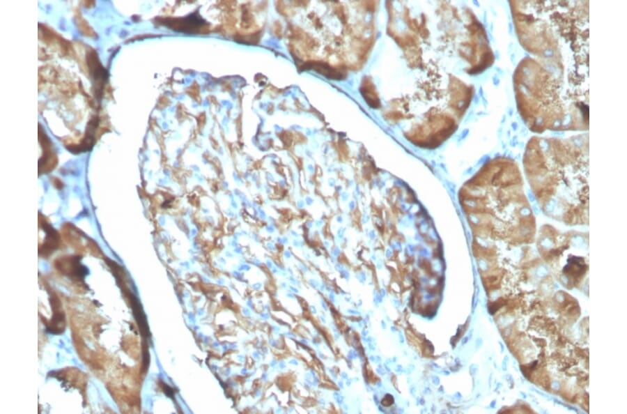 Immunohistochemistry - Anti-Ferritin Light Chain Antibody [FTL/3100] (A248650) - Antibodies.com
