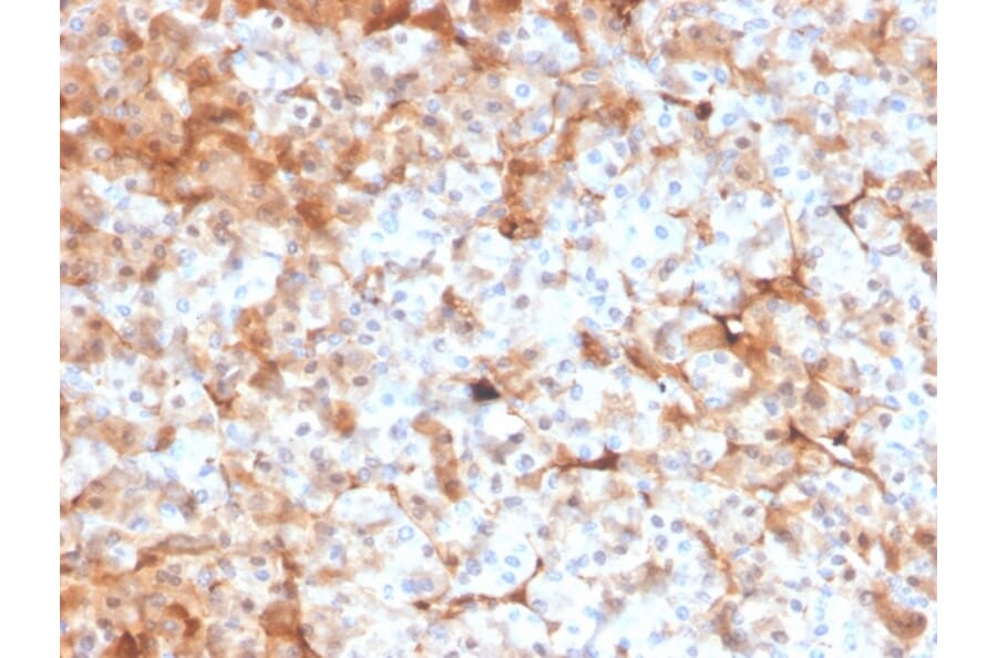 Immunohistochemistry - Anti-Ferritin Light Chain Antibody [FTL/3100] (A248650) - Antibodies.com