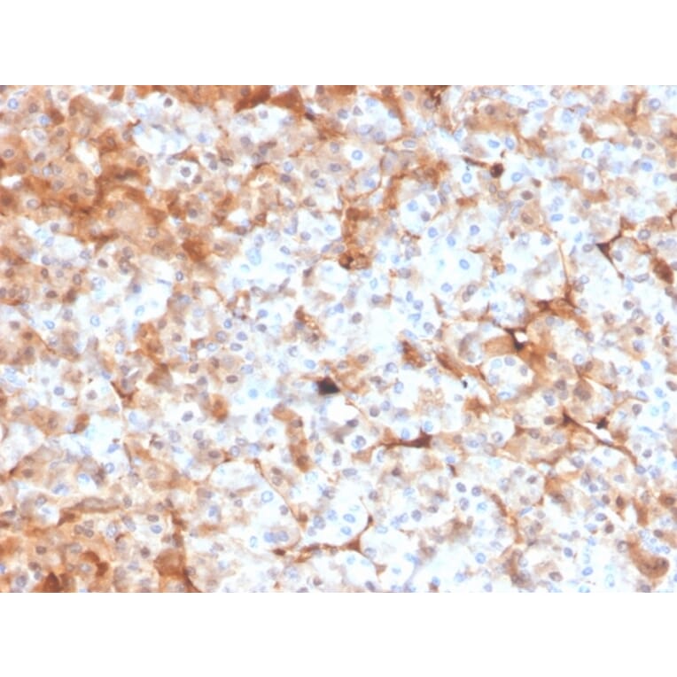 Immunohistochemistry - Anti-Ferritin Light Chain Antibody [FTL/3100] (A248650) - Antibodies.com