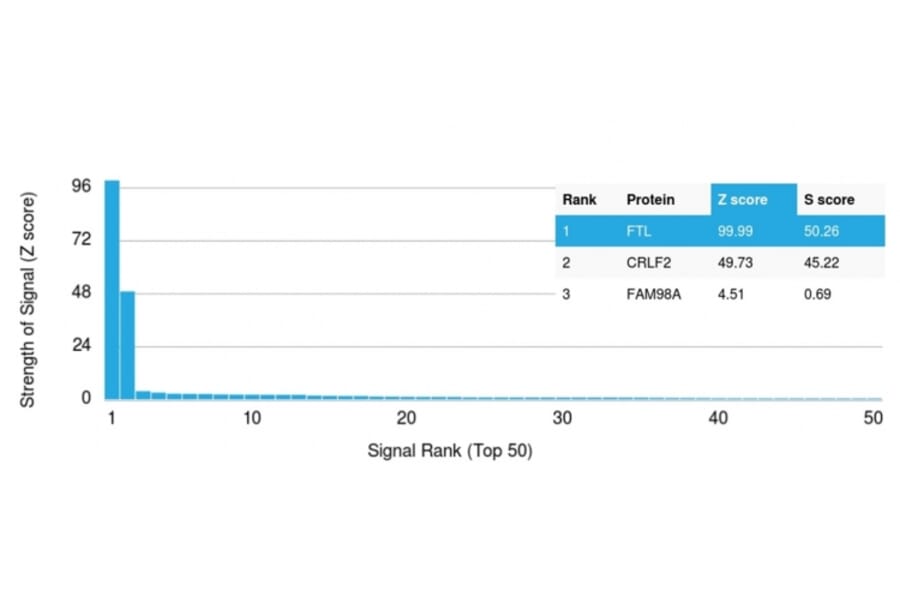 Protein Array - Anti-Ferritin Light Chain Antibody [FTL/3100] (A248649) - Antibodies.com