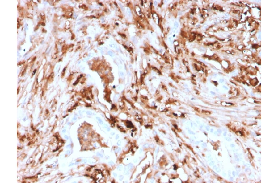 Immunohistochemistry - Anti-Ferritin Light Chain Antibody [rFTL/1388] (A248651) - Antibodies.com
