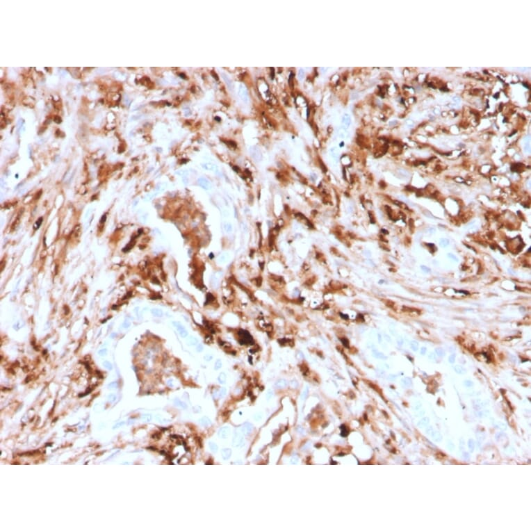 Immunohistochemistry - Anti-Ferritin Light Chain Antibody [rFTL/1388] (A248651) - Antibodies.com