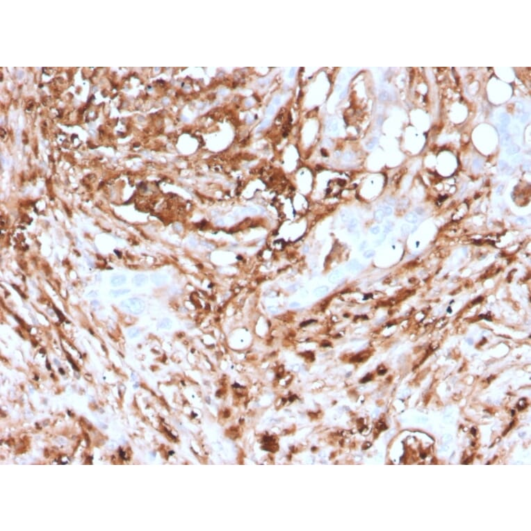 Immunohistochemistry - Anti-Ferritin Light Chain Antibody [rFTL/1388] (A248650) - Antibodies.com
