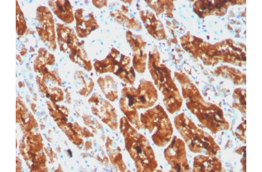 Immunohistochemistry - Anti-Ferritin Light Chain Antibody [rFTL/1386] (A248651) - Antibodies.com