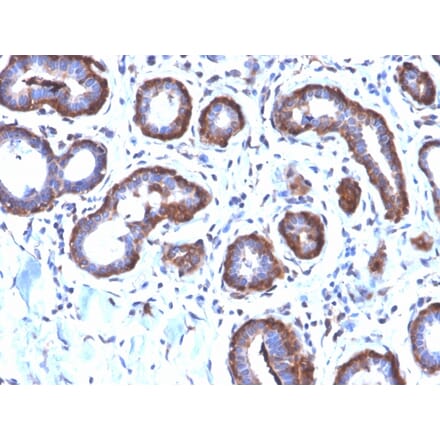 Immunohistochemistry - Anti-Ferritin Light Chain Antibody [FTL/2338R] (A248652) - Antibodies.com