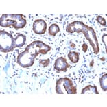 Immunohistochemistry - Anti-Ferritin Light Chain Antibody [FTL/2338R] (A248652) - Antibodies.com
