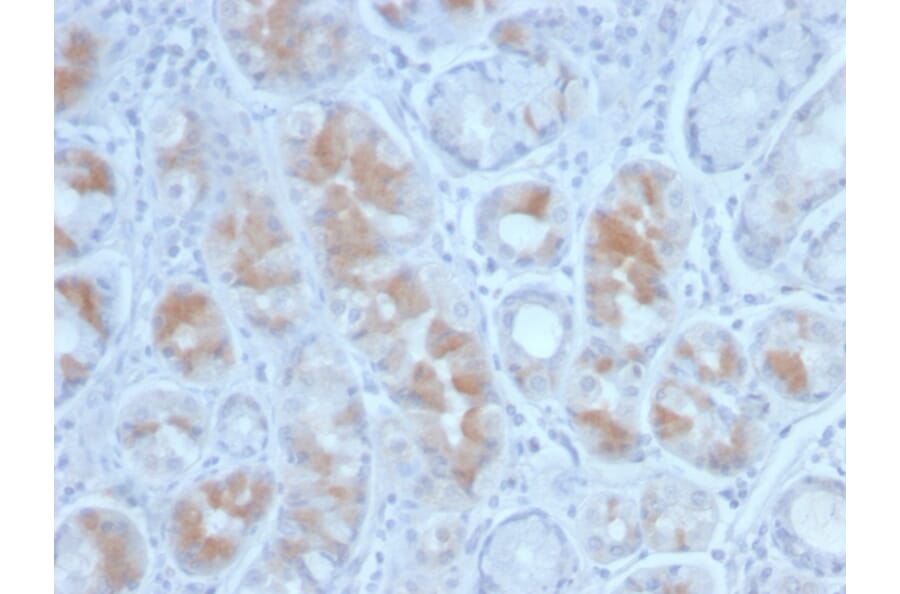 Immunohistochemistry - Anti-Gastrin Antibody [GAST/2634] (A248659) - Antibodies.com