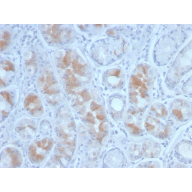 Immunohistochemistry - Anti-Gastrin Antibody [GAST/2634] (A248659) - Antibodies.com