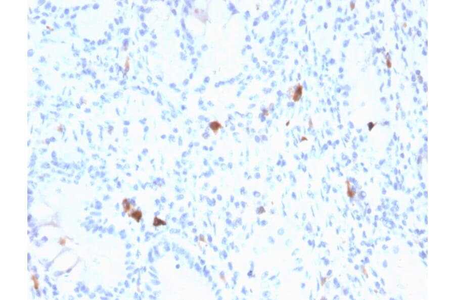 Immunohistochemistry - Anti-Gastrin Antibody [GAST/2634] (A248657) - Antibodies.com