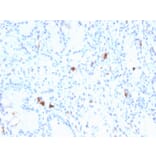 Immunohistochemistry - Anti-Gastrin Antibody [GAST/2634] (A248657) - Antibodies.com