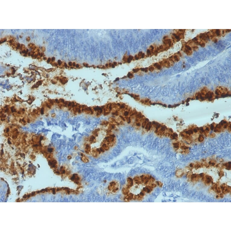 Immunohistochemistry - Anti-Blood Group Antigen Lewis B Antibody [2-25LE] (A248659) - Antibodies.com