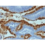 Immunohistochemistry - Anti-Blood Group Antigen Lewis B Antibody [2-25LE] (A248659) - Antibodies.com
