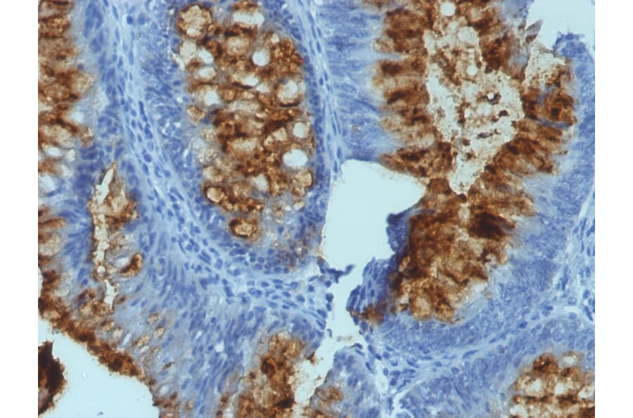 Immunohistochemistry - Anti-Blood Group Antigen Lewis B Antibody [SPM194] (A248661) - Antibodies.com