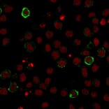 Immunofluorescence - Anti-CD15 Antibody [Leu-M1] (A248664) - Antibodies.com