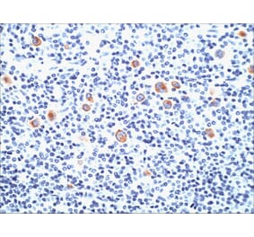 Immunohistochemistry - Anti-CD15 Antibody [SPM119] (A248665) - Antibodies.com