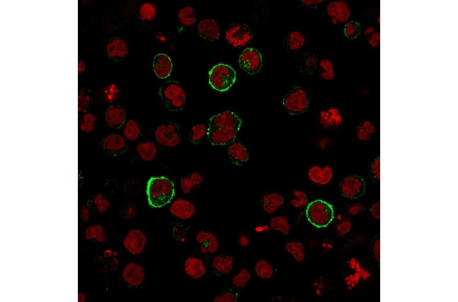 Immunofluorescence - Anti-CD15 Antibody [SPM119] (A248665) - Antibodies.com