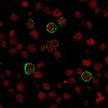 Immunofluorescence - Anti-CD15 Antibody [SPM119] (A248665) - Antibodies.com