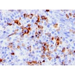 Immunohistochemistry - Anti-CD15 Antibody [BRA-4F1] (A248665) - Antibodies.com