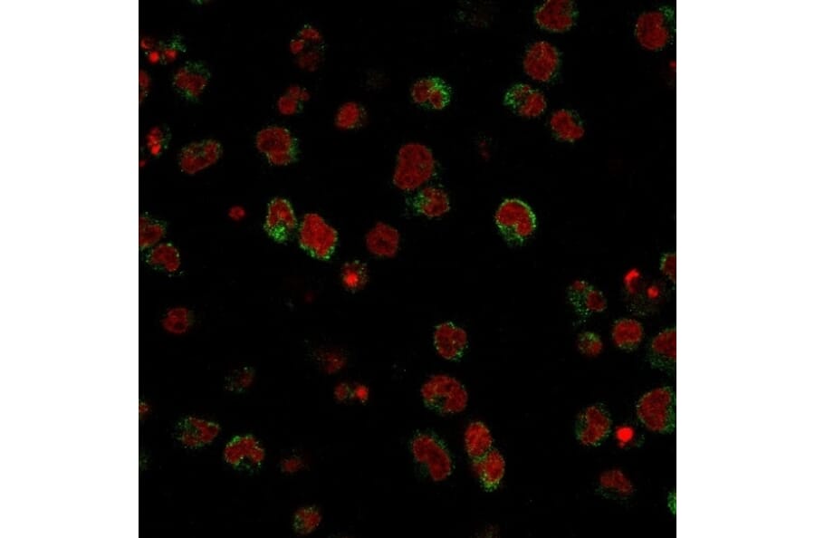 Immunofluorescence - Anti-CD15 Antibody [SPM490] (A248667) - Antibodies.com