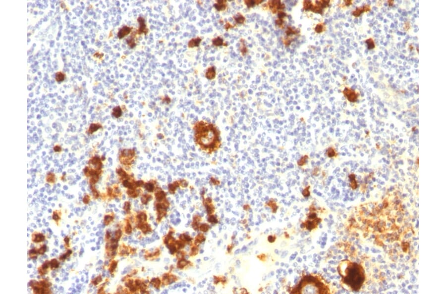 Immunohistochemistry - Anti-CD15 Antibody [FUT4/815 + BRA-4F1] (A248668) - Antibodies.com